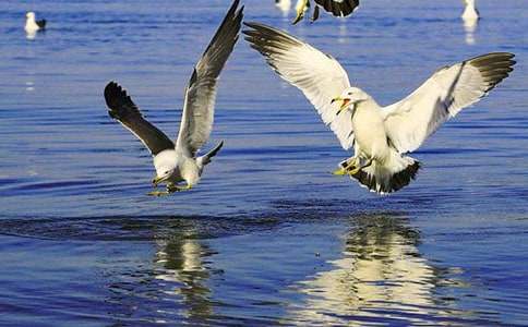 海之戀·海鷗現(xiàn)代詩(shī)歌(精選10首)