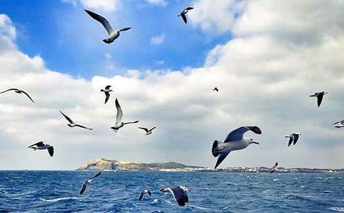 �茑���t������600��