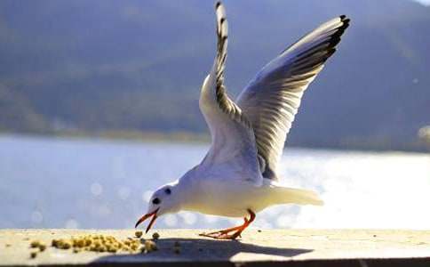 海鷗媽媽有辦法作文450字