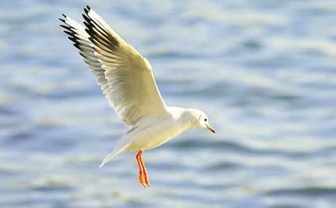 童話小故事《海鷗和樹》