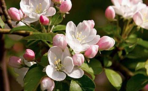 記憶深處的火海棠作文