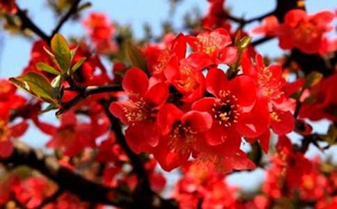 我心中的海棠作文3篇