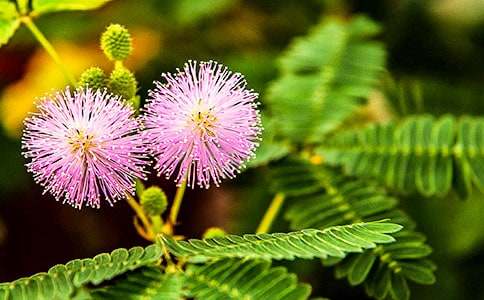 發(fā)現(xiàn)含羞草的秘密作文