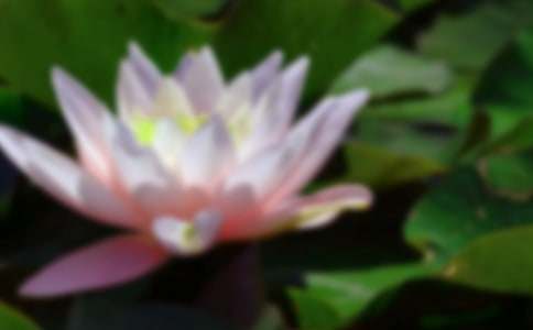 美麗的荷花優(yōu)秀作文6篇