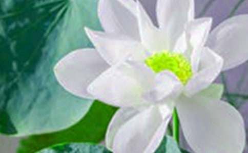 我愛(ài)夏夜,更愛(ài)這夏夜里的荷花作文350字