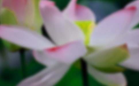 描寫荷花的詞語和詩句