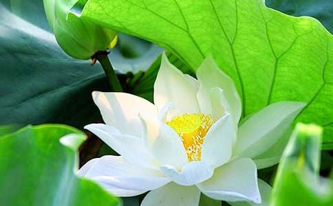 荷花作文1000字(通用27篇)