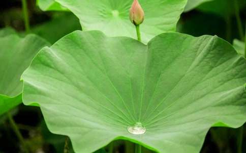 您是我心中的荷葉作文