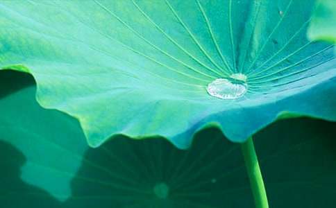 你是我心中的荷葉作文(優(yōu))