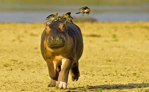 挑食的河馬作文