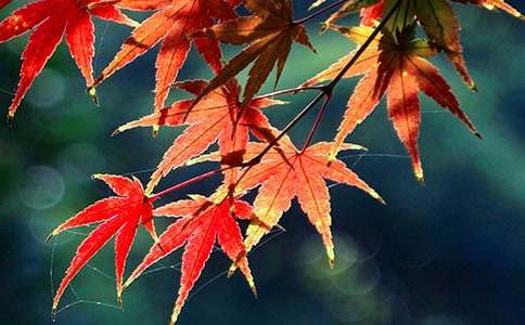 ��ɽ�t�~����