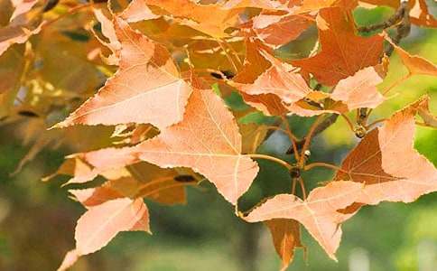 描寫(xiě)香山紅葉的作文500字7篇