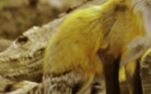 小狐貍迷路了童話作文