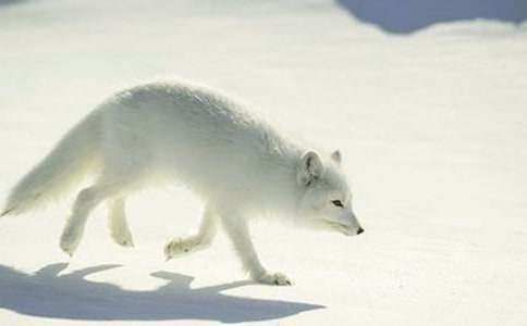 �ϻ��c��؂����