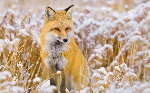 實(shí)用的狐貍童話作文600字