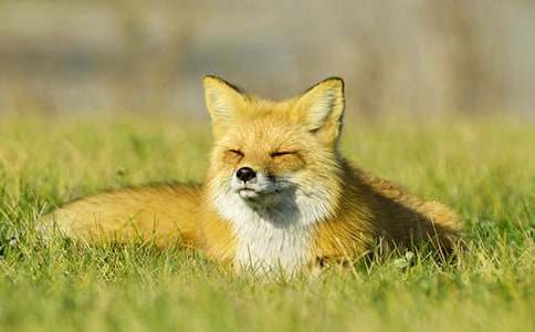 烏鴉和狐貍作文300字常用【6篇】