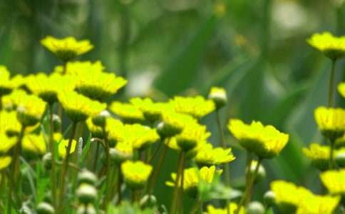 開在記憶里的花朵作文6篇