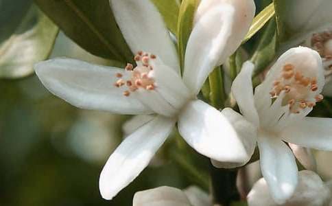 開在記憶深處的花朵作文18篇(必備)