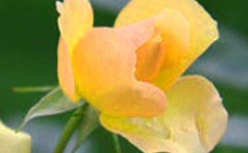 開在記憶深處的花朵作文(通用34篇)