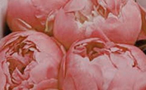 描寫春天滿園花朵的四字詞語(yǔ)