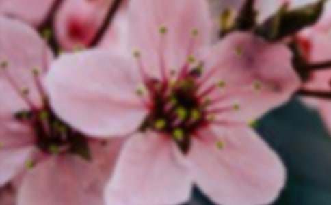 努力綻放的花朵700字作文