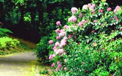 未來的花園作文(精選16篇)