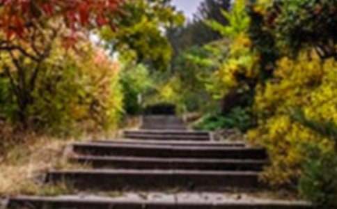 美麗的花園作文