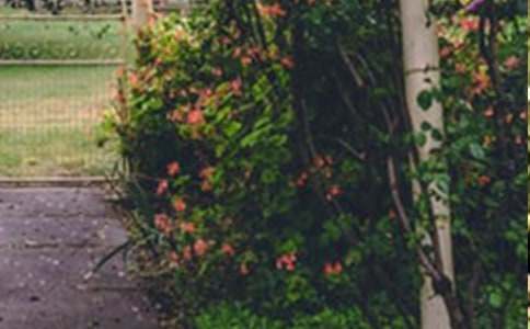 記憶中的花園作文