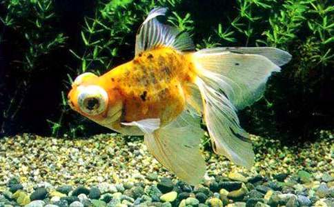 �茑���~��400������