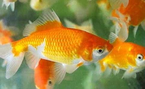 �ҵĿɐ�(��i)��С���~(y��)��(y��u)������