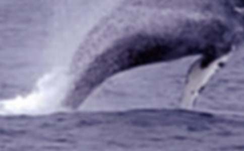 ��B�L�~��С�W(xu��)���ģ�ͨ��32ƪ��