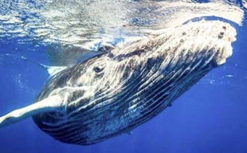 ����Z�Ի��(d��ng)�̰�С���ݴ��L�~����˼