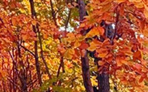 公園景色作文精選