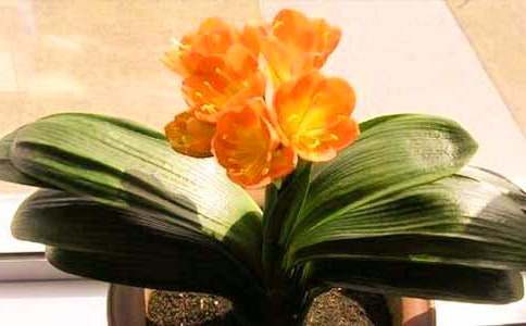 描寫君子蘭的作文(精選33篇)