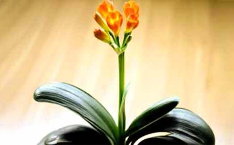 一盆美麗的君子蘭作文600字