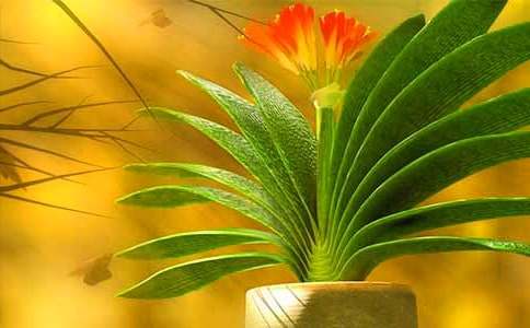 君子蘭400字作文五篇