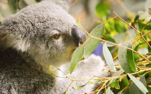 �ɐ۵Ŀ�������400��