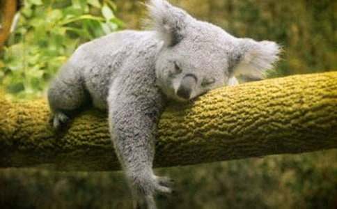 考拉大冒險(xiǎn)觀后感