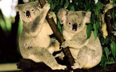 考拉作文300字五篇