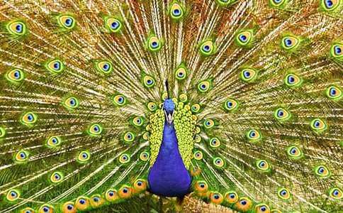 �����Ŀ�ȸ����