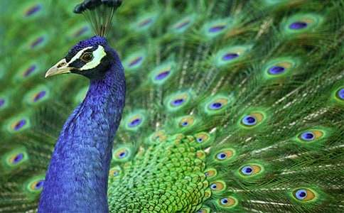 描寫孔雀的作文(通用25篇)