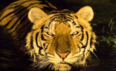 大連老虎灘作文范本