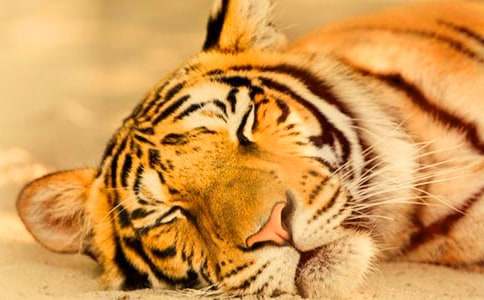 ���L(f��ng)���ϻ�����