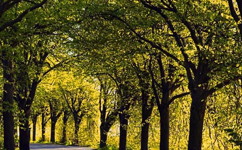 走在林蔭道上散文