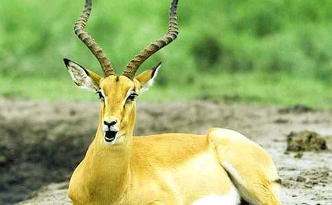 羚羊和獵豹故事作文500字(精選3篇)