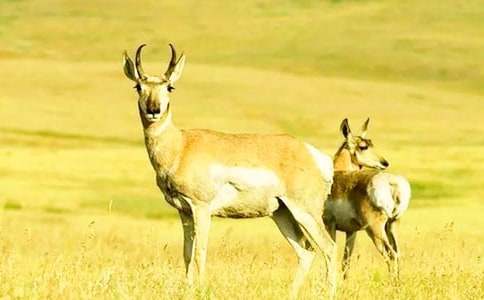 ��Ⱥ�����Ԣ�Թ���