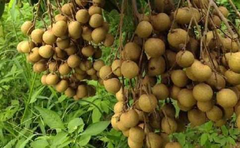 故鄉(xiāng)的特產(chǎn)龍眼作文