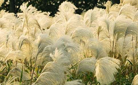 記憶中的蘆葦作文