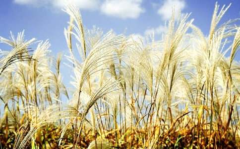 �����JȔԢ�Թ���