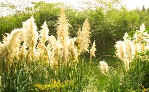 �P(gu��n)���JȔ?sh��)�ӛ�����?/></p>
<p>��������������������l(xi��ng)�׷Q��ªȔ�Ӻ�Ȕ�����W���϶����JȔ��</p><p>�������L�ں����ϵ��JȔ��ªȔ�������JȔ?sh��)ė������r(n��ng)���е�ªȔ���Џ���ĵ�����������ʢ�ķ����������������f���������˂�������¶�^�r���B�����������ªȔ�ӳ����������������������ˮ��ȱʧ�����|(zh��)ؚ����o�U�����߲�ӯ�ߣ����Ӱ�����L���Օ�������(zh��n)��(zh��n)�����ؐj�̶�����ªȔ���cҰ�����s��һ����������ι���ڡ����^�������~�rªȔ�����Á�ʳ�����@������o���f�����қ]�н�(j��ng)�v�^�����Ҕ������������������˂��Á�����ӵ��ܘ�Ƥ��������Բ�̓��</p><p>�������L�ں�߅���JȔ��Ȕ����30��ǰ��������Ŀ���˹��l(xi��ng)���JȔʎ��</p><p>�������l(xi��ng)�|߅��ɽ���ЗlС������ˮ�ćW�W�����Q�����S�ҏă�ͯ����������ӛ������ÿ����٣���߅�����҂��Ę��@��</p><p>�����Ӄ�߅�L���JȔ���ı���������|�������������������˳��ܵ��JȔʎ���Ǖr�����B(t��i)������ɽ�Gˮ���{���������ɫ������վ��ɽ��������ҕ�JȔʎ���·�Gɫ�ĺ���һ�㣻΢�L�^̎����ɳɳ���J�~����ʎ������ɫ�Ĳ������ǷN��������׌��������</p><p>����ӛ���ں�߅�����^һ�����L�����҂����M��λ��ɽ�������G�С�ɽ��������Z�Z�����Q��ɽ���£��JȔʎ�ڽ�(j��ng)�ܱ��L���ϴ�Y���JȔ�����v�������S�L�uҷ���������������c�����J�~�����ܼ���žž���������·�����gչ�_��һ����������(zh��n)�����^���磬ꖹ���������(j��ng)�^��ˮϴ�Y�^���JȔʎ���@�����εĴ�G����M�����˵�Ԋ��ͮ��⡣</p><p>�����߽���߅���ɰ��������JȔ����������Ȼ�ľGɫ���������C�����ģ��������o�������l(w��i)ʿ���JȔ֦�~���ڣ�ӳ�ú�ˮ���ꎵ������������ă�(y��u)��������Ԋ��΢�L�^̎�������B�Q��̧�^�������ư��С֪������֪��������С�B������һ���r�G����ë�����JȔ?sh��)��o���ґ����옷�ط·�������������һ�㣻�UȔ��2��3�����~���L��������ͦ���L�������Ǔ]��ˮ�����p���������������˵���Ů��</p><p>�����JȔʎ���м��l(xi��ng)�׷Q��ˮ�۲ˣ��߶Ȳ����^30������ˮ�`�`����ժ�������ĝ{ˮ��ζ�����¾d�L�����JȔ�~�����Rɏ�������҂����繝(ji��)ǰ�����ɵ�������ȱ���ٴ�����������������������ӏ�����������ζ����͸���҂�ͯ���ܰ��ӛ�����҂�߀��Ȕ�o�����ཆ衪����һ�μs10�����L���gͨ͸����ɫȔ�o��һ����ƽ����һ����б�棬��б���в�����С���ڱ���С���������_���p������Ĵָ���С��Ȕ�~���׷Q���^���е�߀�ڗU�o���_��С���������������ְ���С��������������ǂ�������ཆ�����҂����ɶ�õ�������</p><p>�����JȔʎ�е�С�B��Ҳ�S���Rˮ�ľ��ʣ����X��������ꑵ��ϵ��B��Ҫ��Щ��</p><p>����һ�Σ����S�������Ͷ�S�JȔ�е�С�B���]�뵽��ŭ��һֻ��ë�t�����g�����𝍰���ѩ���w�ͱ���ȸ߀С���B����ֻҊ����һ��؛_�������^픲���һ�ߵĵط����ۿ���Ҫ�����ˣ��һ�æ�Z·��������С�B�����T���������������ֱ���Ҷ��M���������G����߀���ڸG��ǰ�Ŀ�֦�ϣ�զ��զզ��զզզզ......�Ĵ��Q�������кÎ׷�����ő�ŭ��չ���xȥ���@С�B��Ƣ��߀�治С������</p><p>��������όW�����eʧ���JȔʎ�Ļ������������ǈ���һ�����^�����ϵİ���ӳ�r��ˮ���ϵ��J������Ƭ���J�����L�Гuҷ���ǻ��ĺ���֪�����ӵ���������ϧ�Ǖr������ϧ���F(xi��n)�ڲ�֪��Ҳ�S�������h������Ҋ�����������׌�������ϧ��</p><p>����߀ӛ����ÿ���10�µף��f���˼ҵ�Ժ�����������ѷeСɽһ�ӵ��JȔ�U���JȔ�U���̰�ɫ���f���˼��_ʼՈ���˾�ϯ��������������Ȕü������ʹ�ú��εĹ��ߣ����r(n��ng)���_�ػ�ͥԺ���_ʼ���������������龰�·����_һ�������������˵��_���ǿ��õ�Ȕϯ��ʹ�ý��˷·������һƬ���������������е�Ȕü���������I��������Ů�������������·�����������˚g����赸�����˳������У�����س�����Ϥ������С���������������˼ҵĹ��裬�ǷN�g��Ě�����·��M��Ȕϯ�������HҲ��Ϳ��M���ҵ����������������ɢ�l(f��)��������Ϣ�ĝ���Ȕϯ��������r(n��ng)�ҵ��������������f���˼Ҫ��صľ�����</p><p>�����҂��@�������Ҹ���������҂����⿴�������B(t��i)δ������ǰ��ԭ���B(t��i)���҂�Ҳ�ǲ��ҵ���������҂�����ǰ��ʧ������ɽ�Gˮ�����l(xi��ng)���JȔʎ���ǔr�����Εr�����ġ�</p><p>�������H��Ŀ�����JȔ�������ݡ����JȔ�аl(f��)�_����������o���е��L�s30��40���������o�v�M���e���γ��˺���һ�ӾW(w��ng)����̤܇ݚ���z�����܄ӓu�JȔ���l(w��i)�I(l��ng)���ěQ�����ȵ����͙Cе�����JȔ?sh��)ļ҈@���JȔʎ�����ҵ�ӛ���Џص���ʧ����</p><p>�����F(xi��n)�ڿ���������˹����o�ε��JȔʎ����һ���e�`��������ĳ�ˮվ�]���𵽶�����������ˮ�͸ɺ����������ʧ�ˣ�ˮ����ʧ�ӄ������Gɽ׃�d�����������C�����ľ���]�������@���Ǖr���ľ����ԣ���׌�ˇ@ϧ��</p><p>�����F(xi��n)�ڼ��l(xi��ng)���_ʼ��ʩ�Gɽ��ˮ���̣���Ը���؜������JȔʎ�Ąپ�����Ը��Ʒ�L�eʧ���J�S��Ȕ����</p><p>����Ը���_������Ը���������</p><script>s(